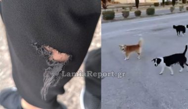 Λαμία: Αγέλη αδέσποτων σκυλιών επιτέθηκε σε περαστικό δαγκώνοντάς τον στο πόδι (φωτο)