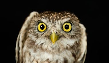 Bίντεο: H στιγμή που κουκουβάγια επιτίθεται σε ρωσικό drone DJI Mavic που πετά πάνω από την πρώτη γραμμή