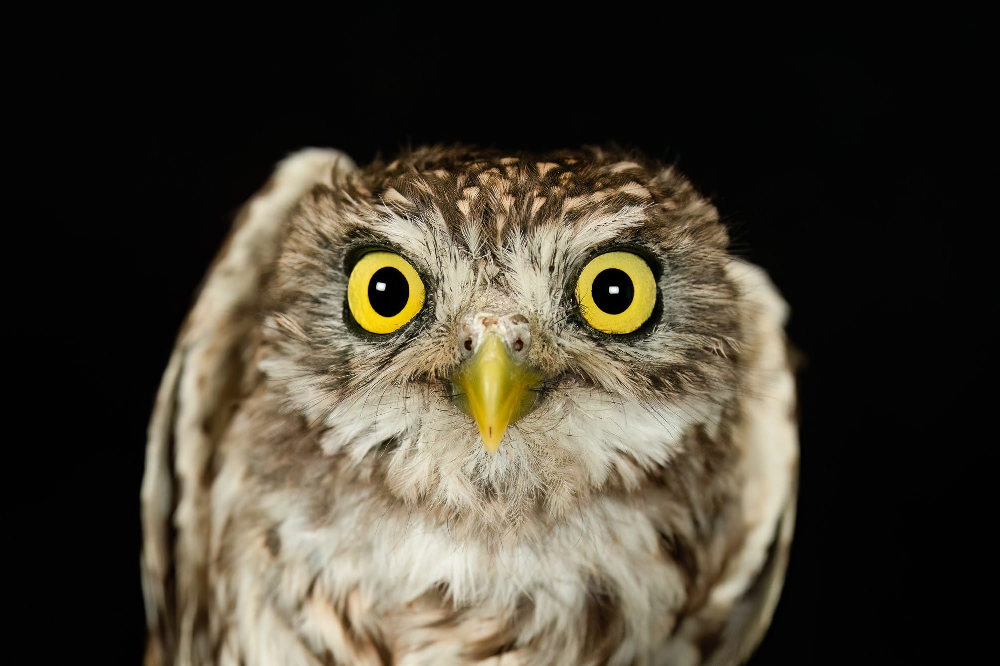 Bίντεο: H στιγμή που κουκουβάγια επιτίθεται σε ρωσικό drone DJI Mavic που πετά πάνω από την πρώτη γραμμή