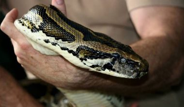 Βίντεο: Η στιγμή που πύθωνας 6 μέτρων τυλίγεται στο λαιμό ξεναγού στην Ινδονησία και προσπαθεί να τον πνίξει