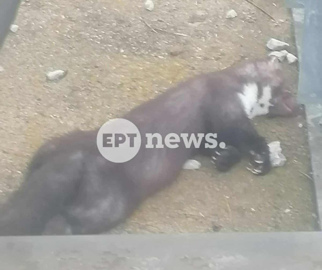 Αναστάτωση στην Καστοριά: Πετροκούναβο προκάλεσε μπλακάουτ σε όλο τον νομό!