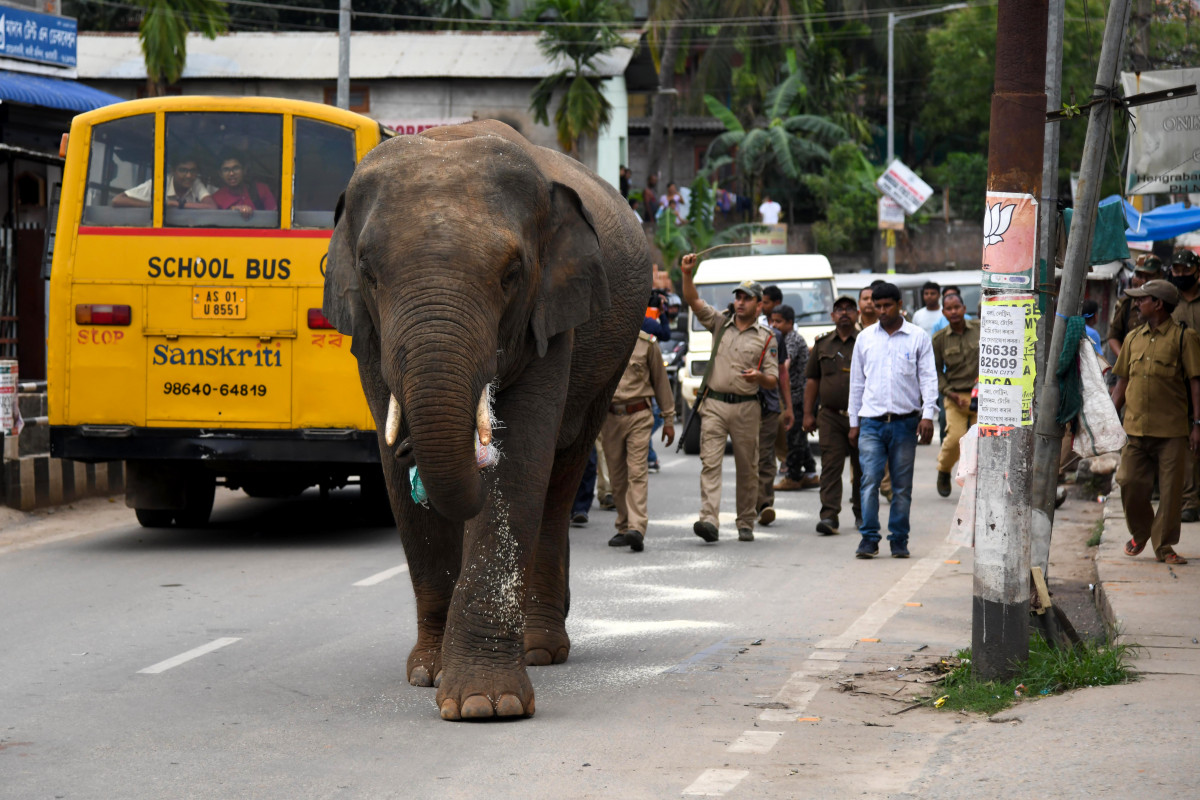 Ελέφαντες επιτίθενται σε ανθρώπους στην Ινδονησία – 8χρονο κορίτσι έχασε τη ζωή του