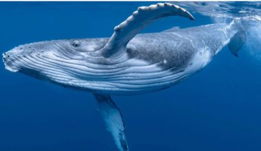 Βίντεο: Η στιγμή που 45χρονη δύτρια γλιτώνει στο «παρά πέντε» από το στόμα φάλαινας!