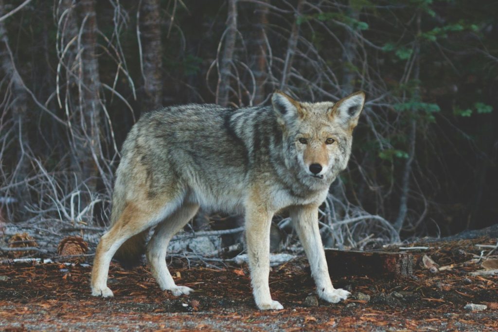 Λύκος εμφανίστηκε σε Πετρούπολη και Άνω Λιόσια – Συναγερμός για πεινασμένο ζώο μέσα στην πόλη (βίντεο)