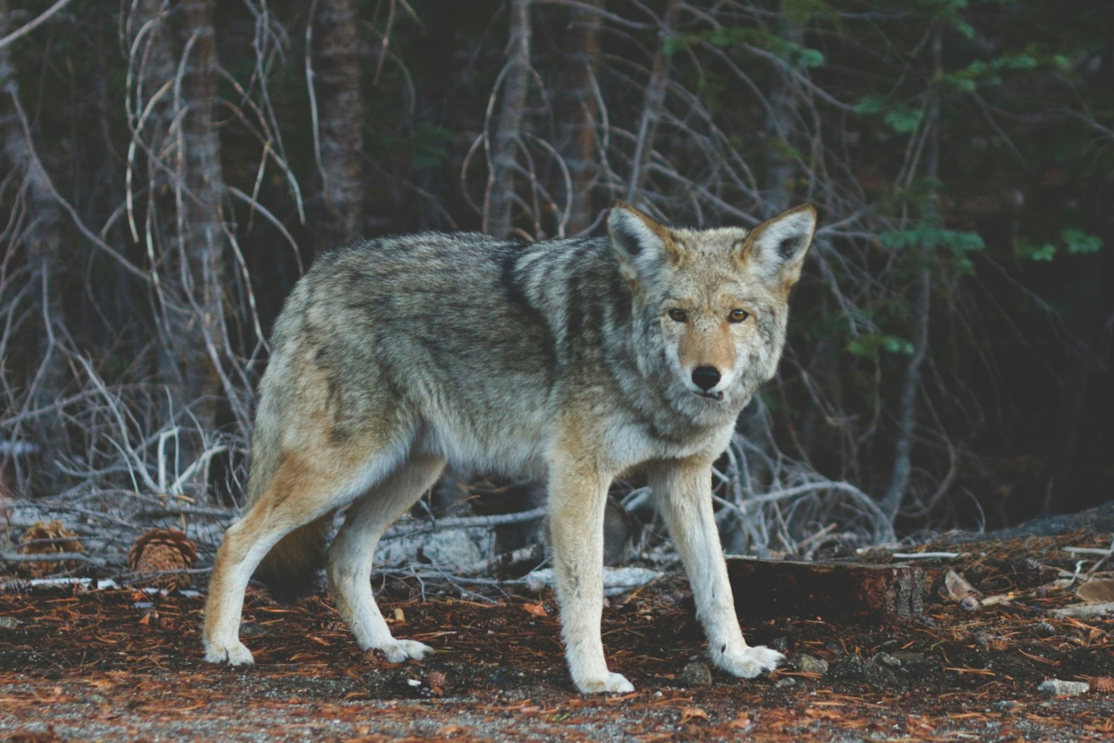 Λύκος εμφανίστηκε σε Πετρούπολη και Άνω Λιόσια – Συναγερμός για πεινασμένο ζώο μέσα στην πόλη (βίντεο)