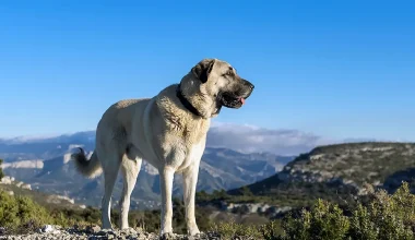 Το σιβηριανό Kangal δεν γαυγίζει: Εξοντώνει αθόρυβα!