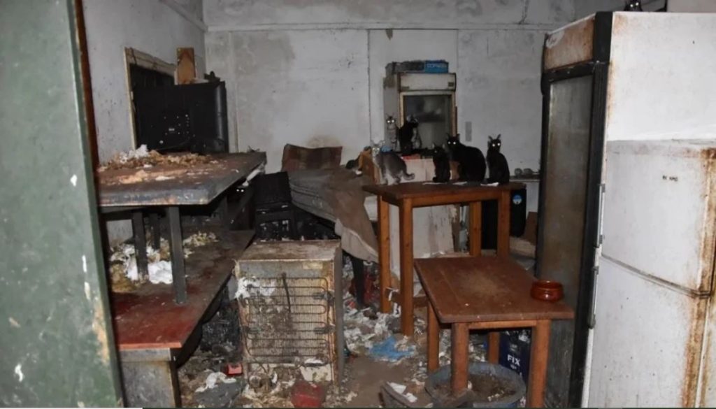 Νάξος: Ελεύθερος ο άνδρας που κρατούσε 58 γάτες σε άθλιες συνθήκες & του επιβλήθηκε πρόστιμο 1,7 εκατ. ευρώ (φωτο)