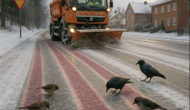 Η Σουηδία ρίχνει… βρώσιμο αλάτι για να τρώνε τα πουλιά και να λιώνει το χιόνι στους δρόμους!
