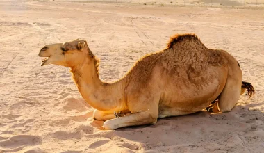 Nέα μελέτη: Αντισώματα από καμήλες είναι πιθανόν να χρησιμοποιηθούν κατά της νόσου Αλτσχάιμερ