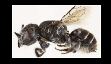 Megachile Lucifer: Το νέο είδος μέλισσας που ανακαλύφθηκε στην Αυστραλία – Έχει μικροσκοπικά κέρατα… διαβόλου