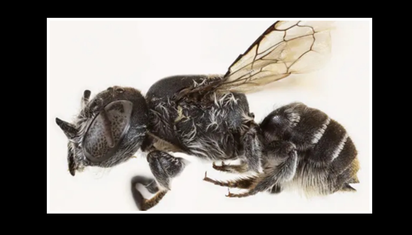 Megachile Lucifer: Το νέο είδος μέλισσας που ανακαλύφθηκε στην Αυστραλία – Έχει μικροσκοπικά κέρατα… διαβόλου