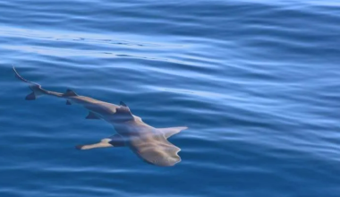 Χανιά: Ξεβράστηκε καρχαριοειδές στα βράχια της παραλίας Σταυρού (βίντεο)