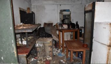 Νάξος: Ελεύθερος ο άνδρας που κρατούσε 58 γάτες σε άθλιες συνθήκες & του επιβλήθηκε πρόστιμο 1,7 εκατ. ευρώ (φωτο)