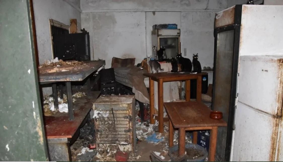 Νάξος: Συνελήφθη άνδρας που κρατούσε 58 γάτες εγκλωβισμένες και κάτω από άθλιες συνθήκες – Δείτε φωτογραφίες