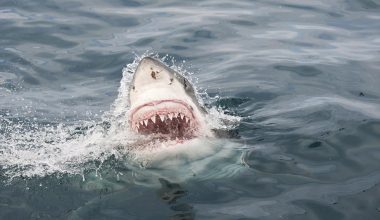 Αυστραλία: H στιγμή που λευκός καρχαρίας επιτίθεται σε windsurfer – Πώς γλίτωσε (βίντεο)