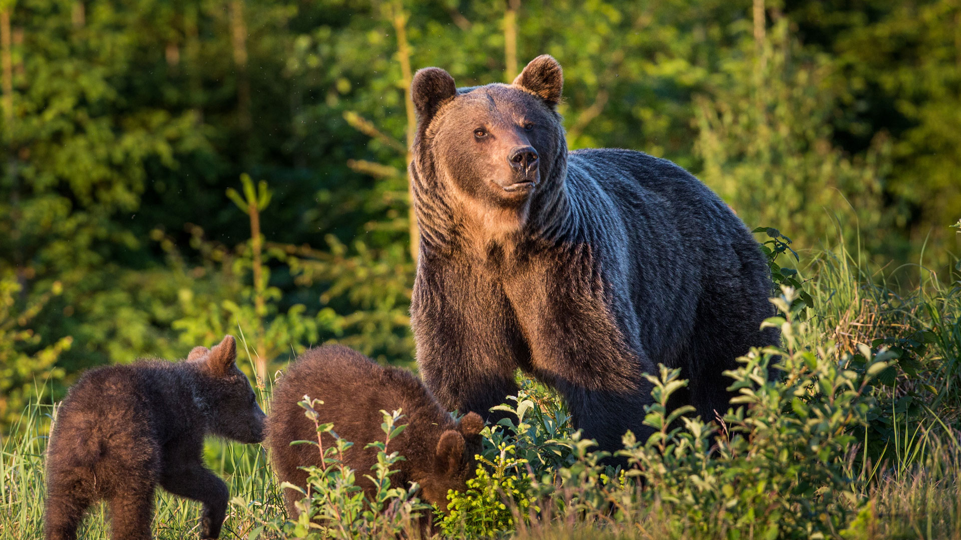Τρόμος σε χωριό στο Κόσοβο: Αρκούδες περιφέρονται στους δρόμους μέρα-μεσημέρι – Δείτε βίντεο