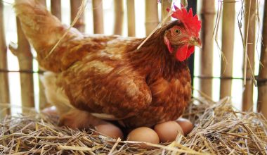 Τελικά η κότα έκανε το αβγό ή το αβγό την κότα; – Τι υποστηρίζουν οι ειδικοί