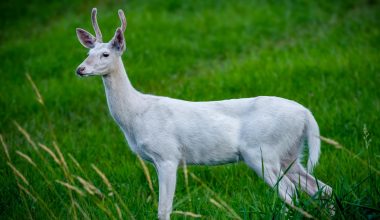 Εξαιρετικά σπάνια λευκά ελάφια «πιάστηκαν» από κάμερα στις ΗΠΑ (βίντεο)