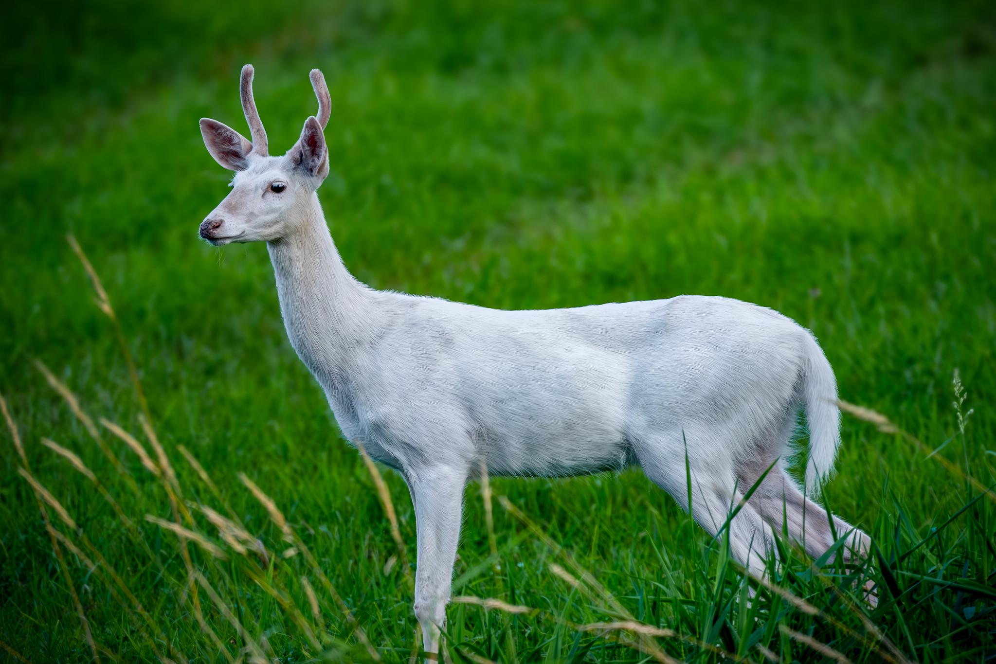Εξαιρετικά σπάνια λευκά ελάφια «πιάστηκαν» από κάμερα στις ΗΠΑ (βίντεο)