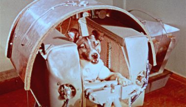 Λάικα: Η θλιβερή ιστορία της σκυλίτσας που άνοιξε τον δρόμο για το διάστημα