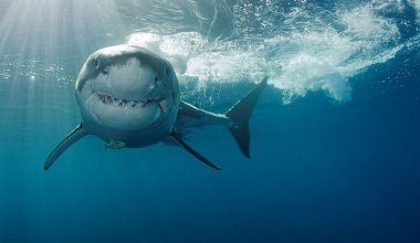 Βίντεο: Εντοπίστηκε καρχαρίας 3 μέτρων στην Αρκαδία – Η «μάχη» που έδωσε ο ψαράς για να τον απελευθερώσει