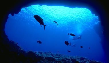 Δύτες εντόπισαν προϊστορικό ψάρι στον Ινδικό Ωκεανό: Είναι το πρώτο που έχει κινηματογραφηθεί ζωντανό