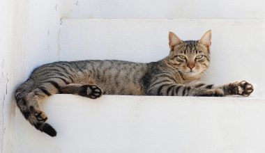 Δονούσα: Τρία χρόνια φυλάκιση και 3.000 ευρώ πρόστιμο στον άνδρα με τις 58 γάτες