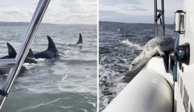 Εντυπωσιακό: Φώκια βρίσκει καταφύγιο σε βάρκα για να μην την κατασπαράξουν φάλαινες όρκες – Δείτε βίντεο