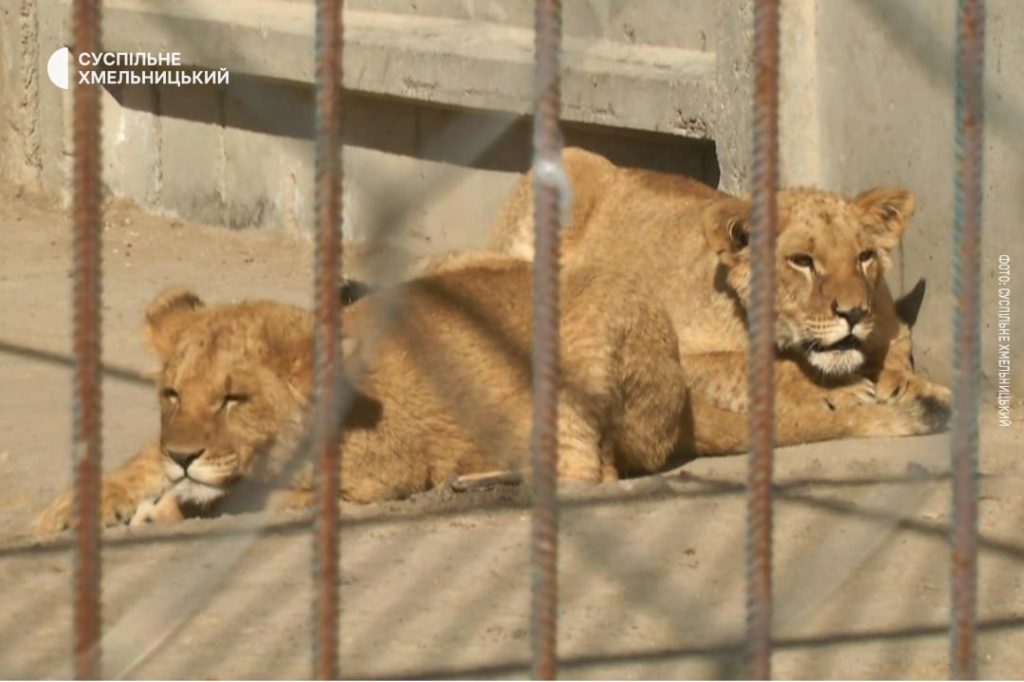 Ουκρανία: Δύο λιοντάρια δραπέτευσαν από κέντρο άγριας ζωής στο Χμελνίτσκι – Εντοπίστηκε μόνο το ένα