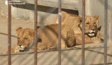Ουκρανία: Δύο λιοντάρια δραπέτευσαν από κέντρο άγριας ζωής στο Χμελνίτσκι – Εντοπίστηκε μόνο το ένα