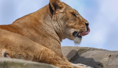 Βίντεο: H αντίδραση λέαινας όταν αντικρύζει τον άνθρωπο που την έσωσε και τη μεγάλωσε