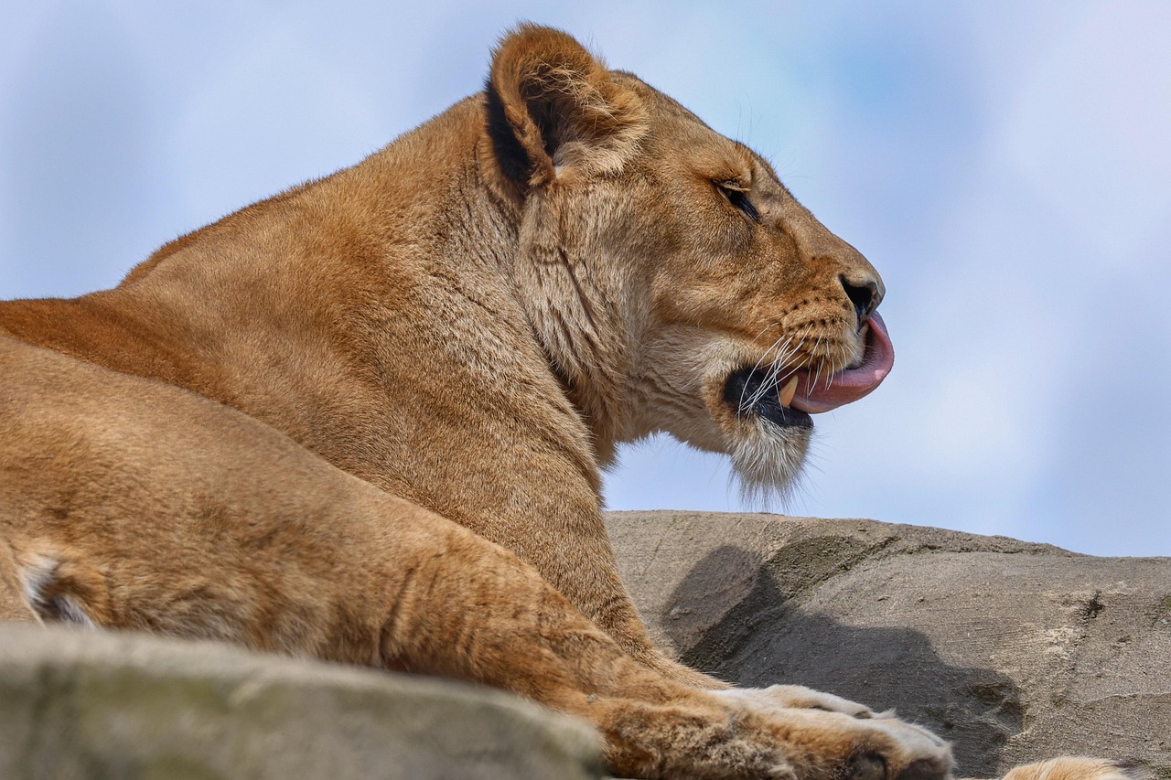 Βίντεο: H αντίδραση λέαινας όταν αντικρύζει τον άνθρωπο που την έσωσε και τη μεγάλωσε