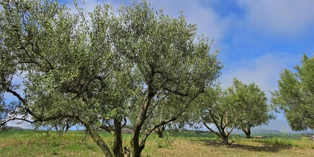 Αχαΐα: Άνδρας κρεμάστηκε σε ελιά και αυτοκτόνησε – Είχε αφήσει σημείωμα στους δικούς του
