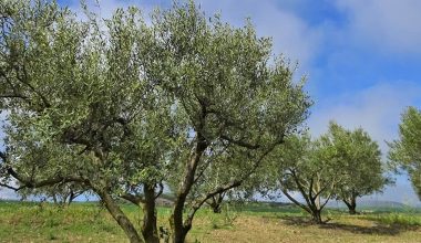 Αχαΐα: Άνδρας κρεμάστηκε σε ελιά και αυτοκτόνησε – Είχε αφήσει σημείωμα στους δικούς του