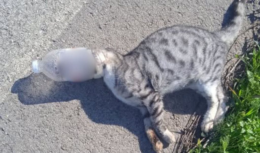 Ηλεία: Πλαστικά μπουκάλια μετατρέπονται σε «παγίδες θανάτου» για τις γάτες – Νεκρό ένα ζωάκι (φωτο)