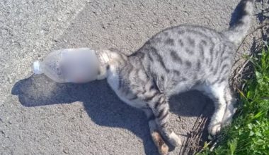 Ηλεία: Πλαστικά μπουκάλια μετατρέπονται σε «παγίδες θανάτου» για τις γάτες – Νεκρό ένα ζωάκι (φωτο)