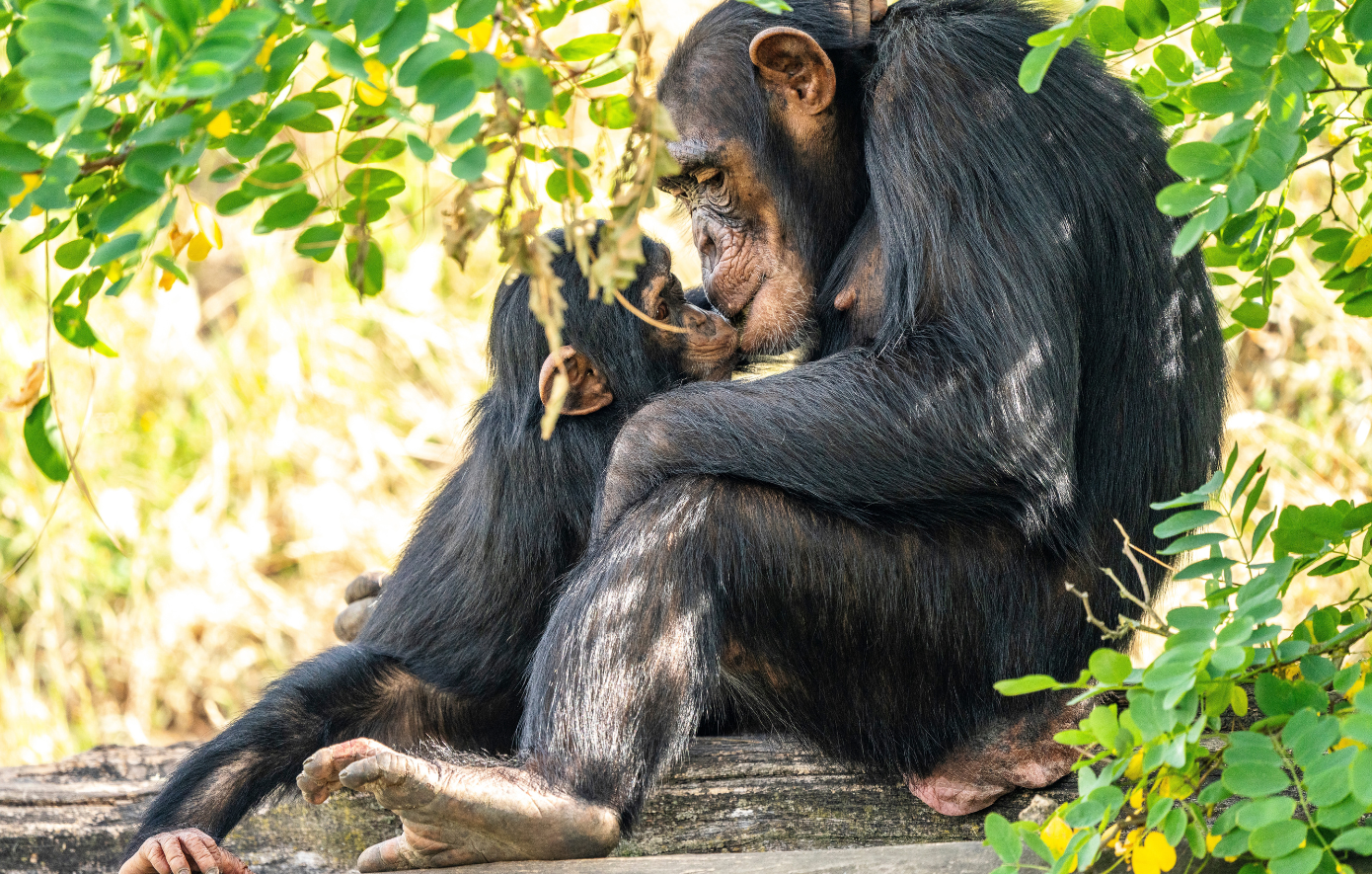 Νέα μελέτη: Το πρώτο φιλί δόθηκε πριν από σχεδόν 20 εκατομμύρια χρόνια