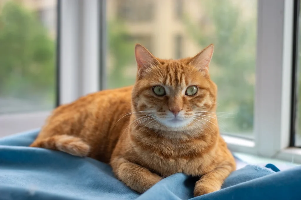 Νέα μελέτη αποκαλύπτει: Όσοι έχουν για κατοικίδιο γάτα διατρέχουν υψηλό κίνδυνο να εμφανίσουν σχιζοφρένεια!