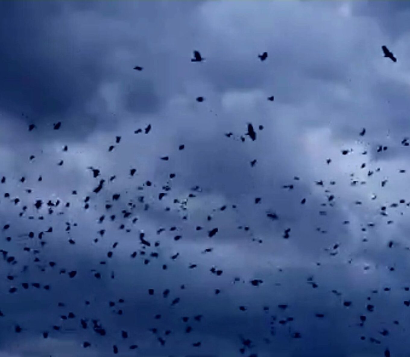 Το «μουρμουρητό» των πουλιών κάθε ανατολή και δύση στα Τρίκαλα (βίντεο)