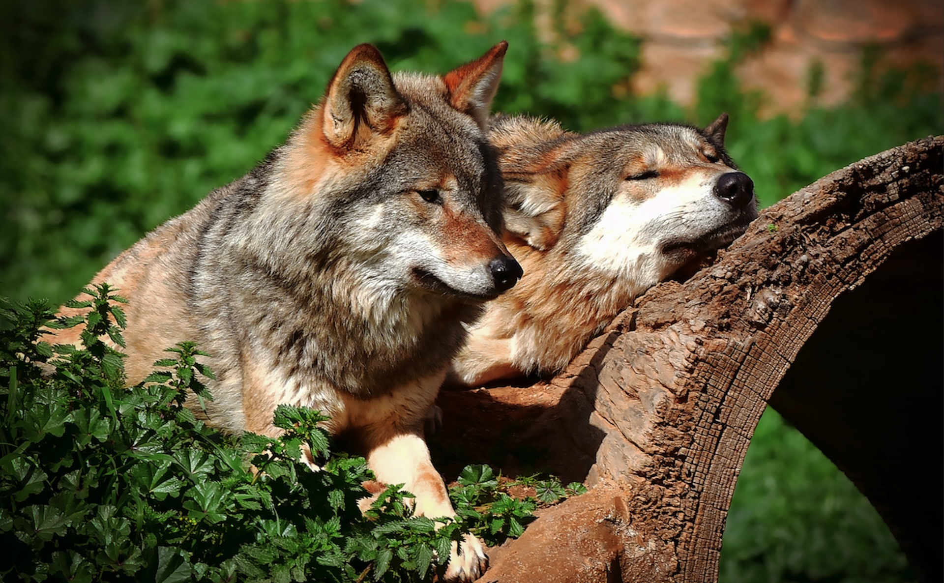 Σε «αναμμένα κάρβουνα» οι κάτοικοι στα Ελαιοχώρια Χαλκιδικής: Εμφανίστηκε αγέλη λύκων έξω από το χωριό (φώτο)