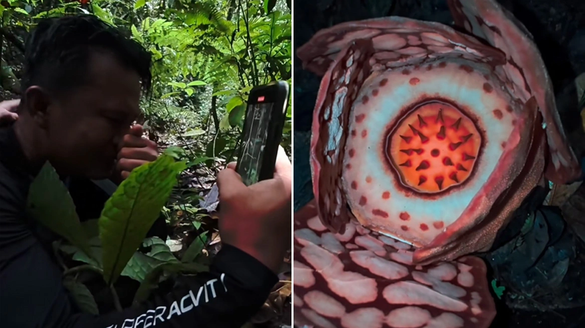 Ινδονησία: Eρευνητής ανακάλυψε σε δάσος της Σουμάτρας ένα από τα σπανιότερα φυτά του κόσμου – Δείτε βίντεο