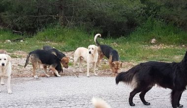 Άργος: Αδέσποτα σκυλιά επιτέθηκαν σε 17χρονη – Η κοπέλα νοσηλεύεται σε κρίσιμη κατάσταση