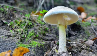 Αυτά είναι τα δηλητηριώδη μανιτάρια της Ελλάδας που μπορεί να οδηγήσουν ακόμη και στον θάνατο