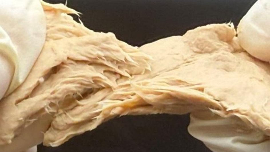 Κίνα: Δημιούργησαν βρώσιμο μύκητα που μπορεί να αντικαταστήσει το κρέας