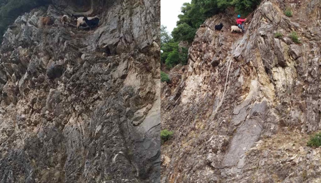 Ευρυτανία: Κατσίκες διασώθηκαν με τη συνδρομή διασωστών και πυροσβεστών (φώτο)