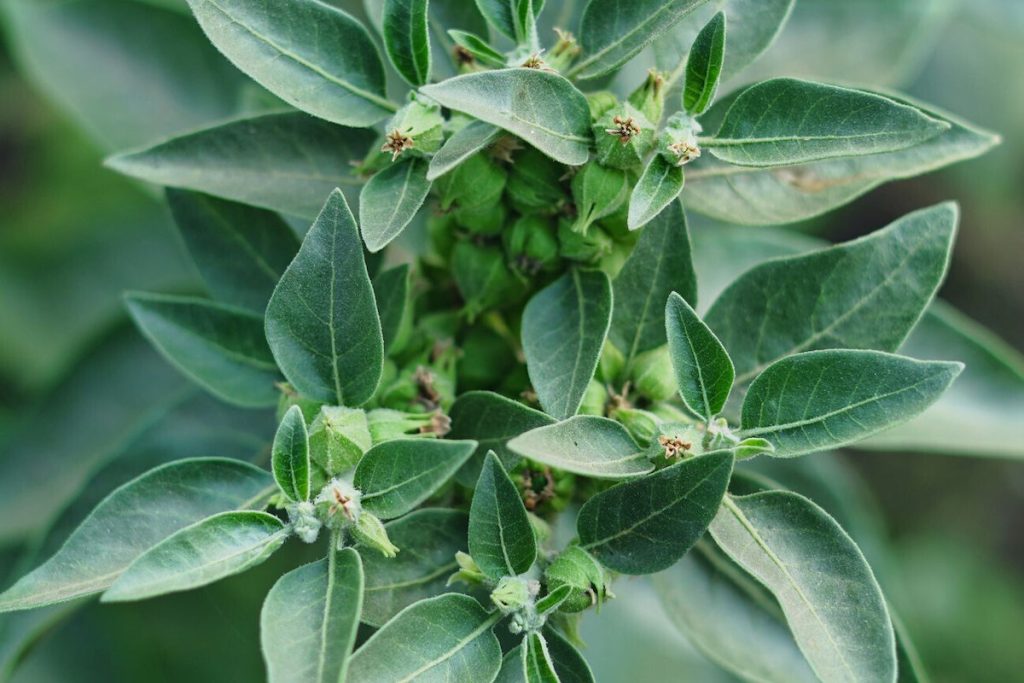 Ασβαγκάντα: Το μυστηριώδες βότανο που λειτουργεί ευεργετικά για καλύτερο ύπνο – Τι πρέπει να προσέξετε