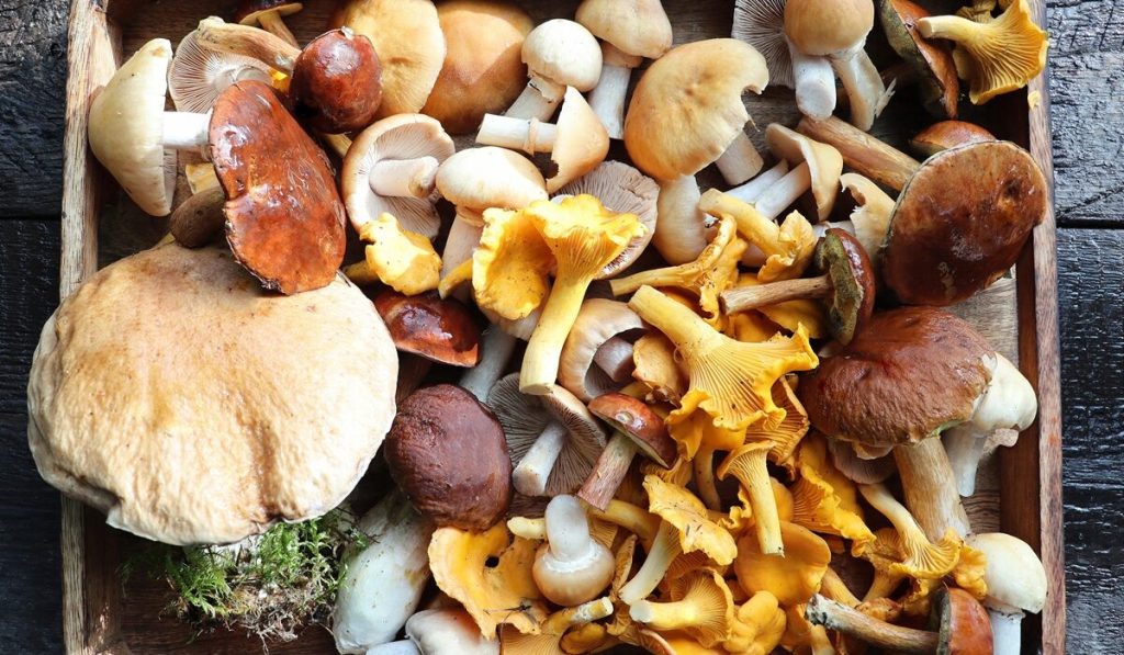 Μεταφέρθηκε στην Ιταλία με αεροσκάφος της ΠΑ το ζευγάρι που δηλητηριάστηκε από μανιτάρια – Αναζητούνται μοσχεύματα