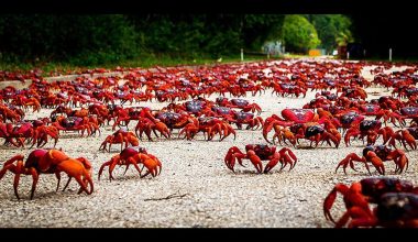 Βίντεο: Χιλιάδες κόκκινα καβούρια εμφανίζονται από το δάσος & κατευθύνονται στην παραλία στο Νησί των Χριστουγέννων
