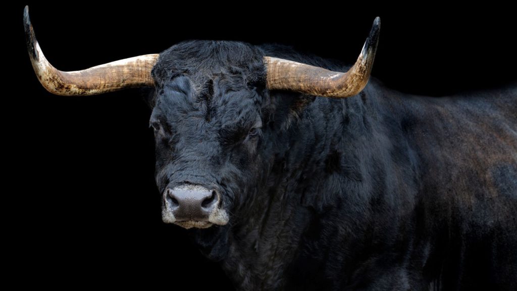 Βίντεο: Η αντίδραση ταύρου όταν βλέπει ξανά τον άνθρωπο που τον μεγάλωσε