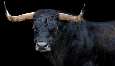 Βίντεο: Η αντίδραση ταύρου όταν βλέπει ξανά τον άνθρωπο που τον μεγάλωσε